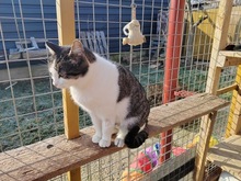 KARIME, Katze, Hauskatze in Winden - Bild 3