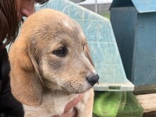 VANIA, Hund, Labrador Retriever in Italien - Bild 2