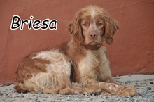 BRIESA, Hund, Epagneul Breton - Mischling in Spanien - Bild 1