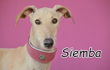 SIEMBA, Hund, Galgo Espanol in Spanien - Bild 1