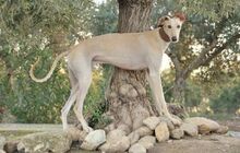 SIEMBA, Hund, Galgo Espanol in Spanien - Bild 3