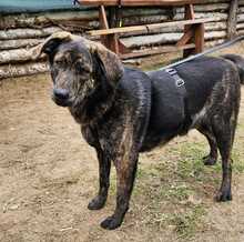 ELVIS, Hund, Mischlingshund in Ungarn - Bild 1