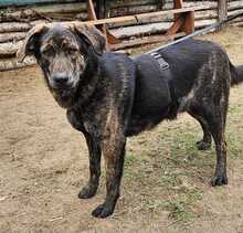 ELVIS, Hund, Mischlingshund in Ungarn - Bild 2