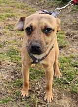 PEPPA, Hund, Pinscher-Mix in Ungarn - Bild 10