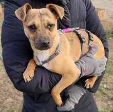 PEPPA, Hund, Pinscher-Mix in Ungarn - Bild 11