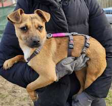 PEPPA, Hund, Pinscher-Mix in Ungarn - Bild 2