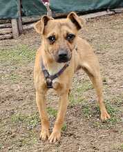 PEPPA, Hund, Pinscher-Mix in Ungarn - Bild 3