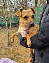 PEPPA, Hund, Pinscher-Mix in Ungarn - Bild 5