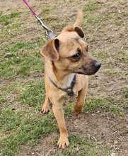 PEPPA, Hund, Pinscher-Mix in Ungarn - Bild 6