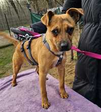 PEPPA, Hund, Pinscher-Mix in Ungarn - Bild 7