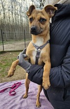 PEPPA, Hund, Pinscher-Mix in Ungarn - Bild 8