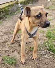 PEPPA, Hund, Pinscher-Mix in Ungarn - Bild 9