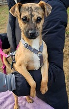 PIPPI, Hund, Pinscher-Mix in Ungarn - Bild 6