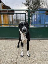 ELVIRA, Hund, Mischlingshund in Slowakische Republik - Bild 1