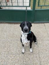 ELVIRA, Hund, Mischlingshund in Slowakische Republik - Bild 4