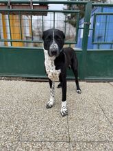 ELVIRA, Hund, Mischlingshund in Slowakische Republik - Bild 5