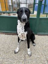 ELVIRA, Hund, Mischlingshund in Slowakische Republik - Bild 6