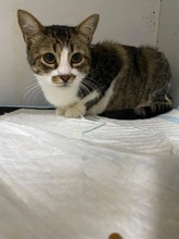 IDA, Katze, Hauskatze in Bornheim - Bild 2