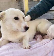 BLANKA, Hund, Mischlingshund in Rumänien - Bild 5