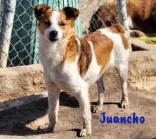 JUANCHO, Hund, Mischlingshund in Spanien - Bild 1