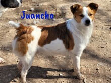 JUANCHO, Hund, Mischlingshund in Spanien - Bild 2