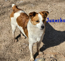 JUANCHO, Hund, Mischlingshund in Spanien - Bild 3