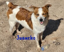 JUANCHO, Hund, Mischlingshund in Spanien - Bild 4