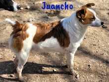 JUANCHO, Hund, Mischlingshund in Spanien - Bild 5