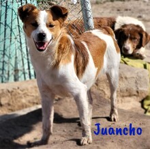 JUANCHO, Hund, Mischlingshund in Spanien - Bild 6