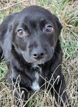 BUBU, Hund, Mischlingshund in Rumänien - Bild 10