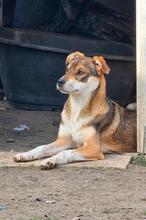 ERIC, Hund, Mischlingshund in Rumänien - Bild 2