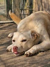 EVELYN, Hund, Mischlingshund in Rumänien - Bild 1