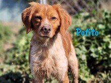 POTITO, Hund, Bretonischer Spaniel in Spanien - Bild 1