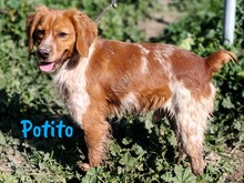 POTITO, Hund, Bretonischer Spaniel in Spanien - Bild 2