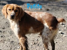 POTITO, Hund, Bretonischer Spaniel in Spanien - Bild 3