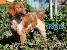 POTITO, Hund, Bretonischer Spaniel in Spanien - Bild 4