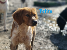 POTITO, Hund, Bretonischer Spaniel in Spanien - Bild 5