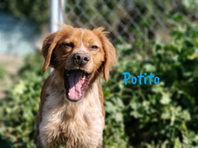 POTITO, Hund, Bretonischer Spaniel in Spanien - Bild 6