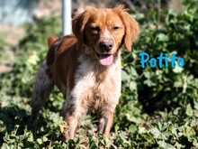 POTITO, Hund, Bretonischer Spaniel in Spanien - Bild 7