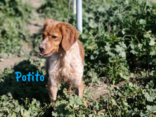 POTITO, Hund, Bretonischer Spaniel in Spanien - Bild 8