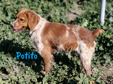 POTITO, Hund, Bretonischer Spaniel in Spanien - Bild 9