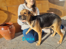 SIMON, Hund, Bodeguero-Mischling in Spanien - Bild 10