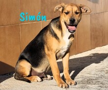 SIMON, Hund, Bodeguero-Mischling in Spanien - Bild 2