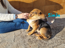 SIMON, Hund, Bodeguero-Mischling in Spanien - Bild 4