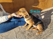 SIMON, Hund, Bodeguero-Mischling in Spanien - Bild 5