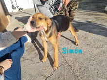 SIMON, Hund, Bodeguero-Mischling in Spanien - Bild 7