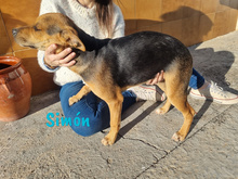 SIMON, Hund, Bodeguero-Mischling in Spanien - Bild 8