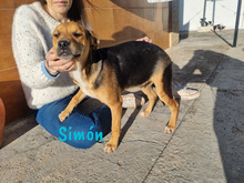 SIMON, Hund, Bodeguero-Mischling in Spanien - Bild 9