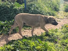 UKRA, Hund, Mischlingshund in Italien - Bild 2