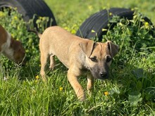 UKRA, Hund, Mischlingshund in Italien - Bild 3